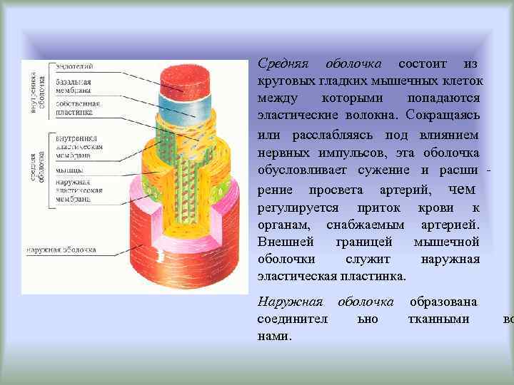 Средняя оболочка состоит из круговых гладких мышечных клеток между которыми попадаются эластические волокна. Сокращаясь