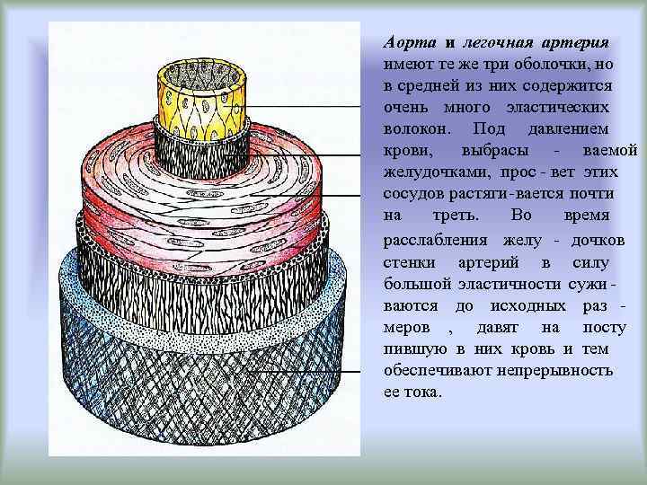 Аорта и легочная артерия имеют те же три оболочки, но в средней из них