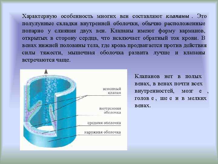 Складки внутренней мембраны. Какие вены не имеют клапанов. Какик Евены не имеют клапанов. Складки внутренней оболочки вен.