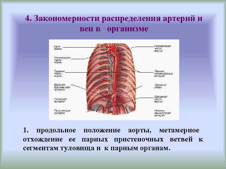 4. Закономерности распределения артерий и    вен в  организме 1. 