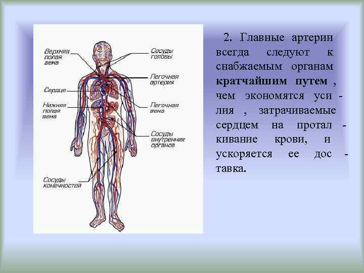  2. Главные артерии всегда следуют к снабжаемым органам кратчайшим путем , чем экономятся