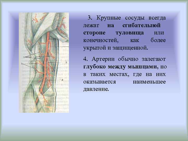  3. Крупные сосуды всегда лежат на сгибателыюй  стороне туловища или конечностей, 