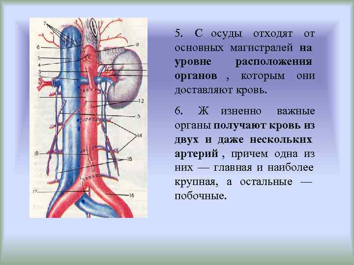5. С осуды отходят от основных магистралей на уровне расположения органов , которым они
