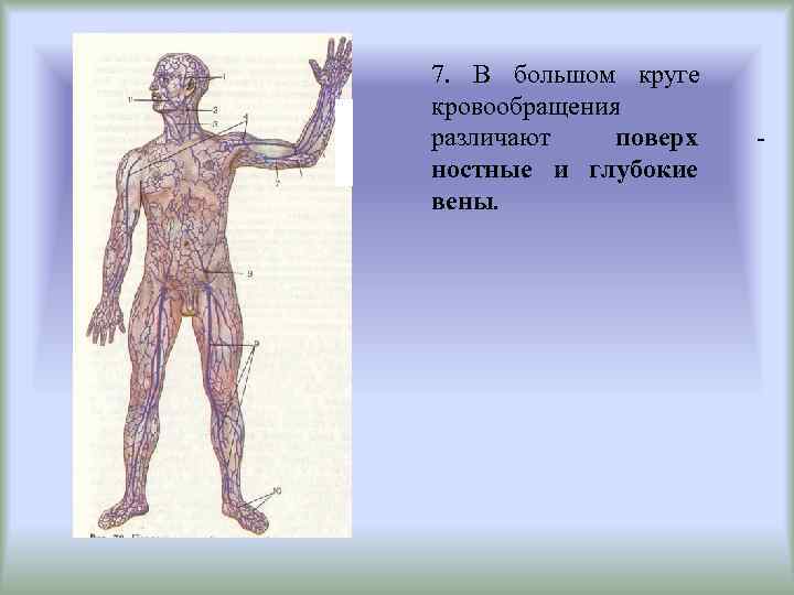 7. В большом круге кровообращения различают поверх  - ностные и глубокие вены. 