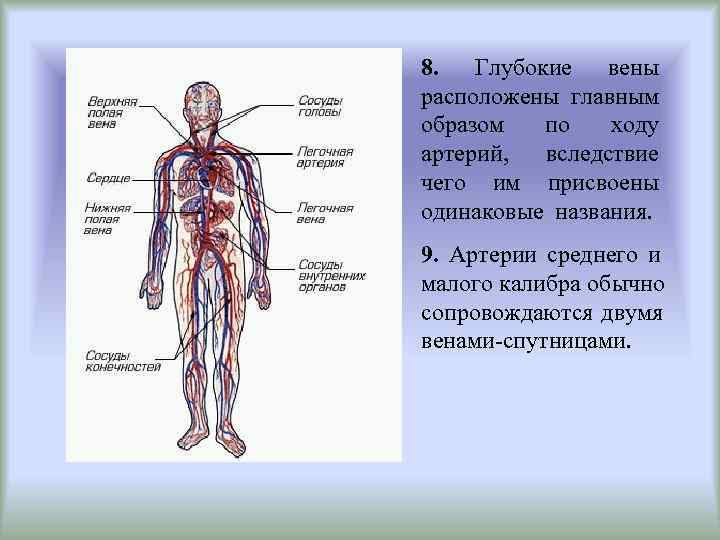 8.  Глубокие вены расположены главным образом  по  ходу артерий,  вследствие