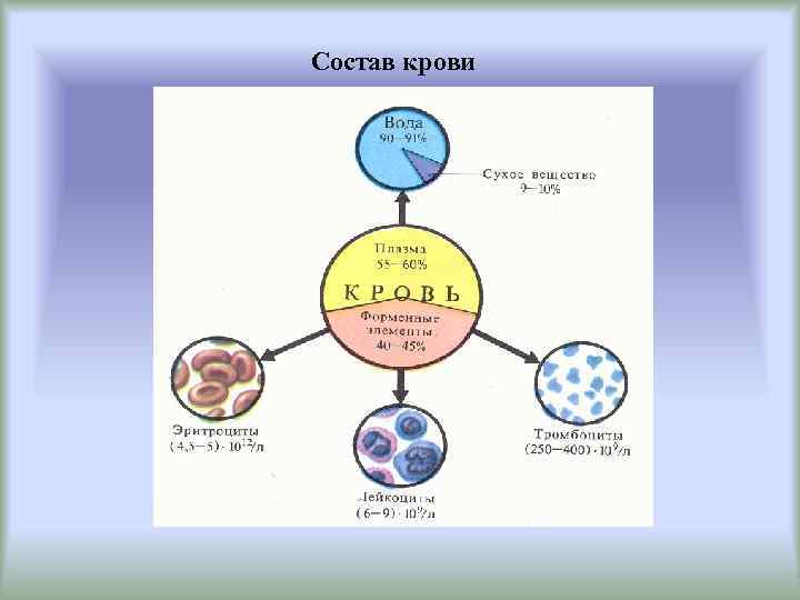 Состав крови 