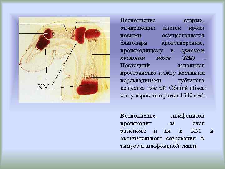  Восполнение  старых,  отмирающих клеток крови новыми   осуществляется благодаря кроветворению,