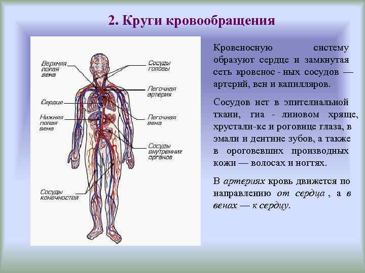 Сосудистая система человека образована сосудами трех. Ангиология анатомия. Коротко об органах анатоми.