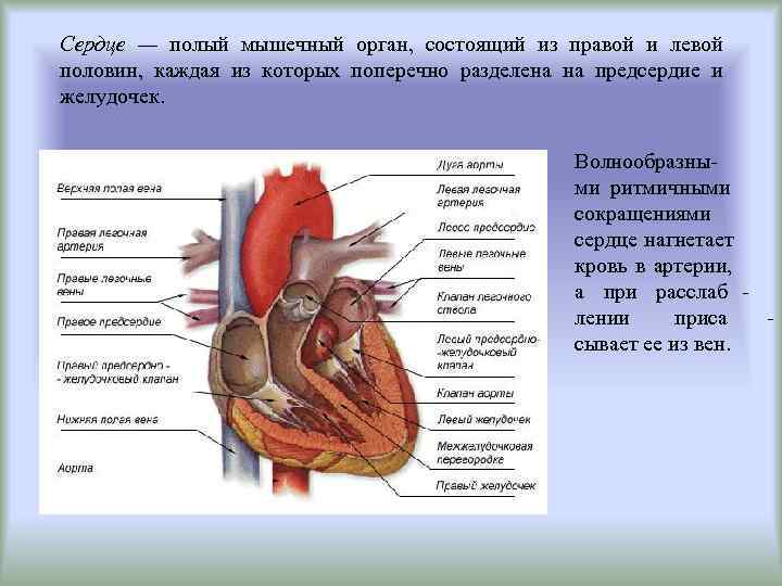 Из чего состоит орган. Сердце полый мышечный орган состоящий из. Сердце это полый четырехкамерный мышечный орган.