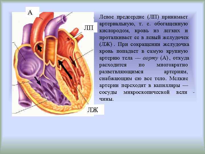 А   Левое предсердие (ЛП) принимает   артериальную, т. е. обогащенную ЛП