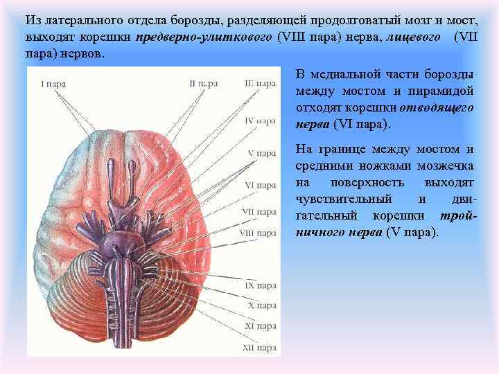 Из латерального отдела борозды, разделяющей продолговатый мозг и мост, выходят корешки предверно-улиткового (VIII пара)