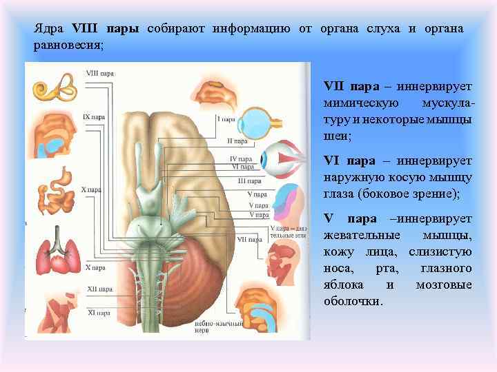 Мозг какой систематической группы изображен на рисунке