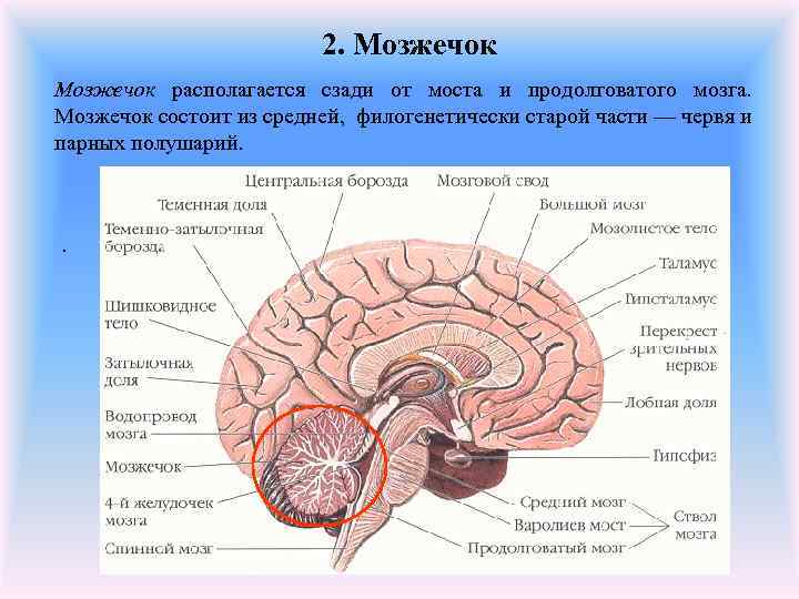 2. Мозжечок располагается сзади от моста и продолговатого мозга. Мозжечок состоит из средней,