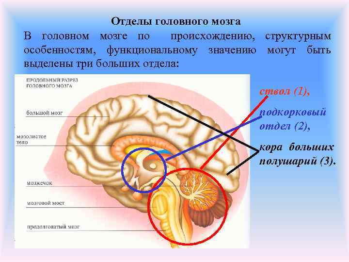 Схема межнейронных связей в коре мозжечка