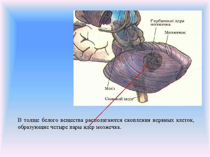 Общий план строения мозжечка