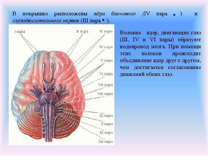 В покрышке расположены ядра блокового глазодвигательного нервов (III пара ). (IV пара ) и