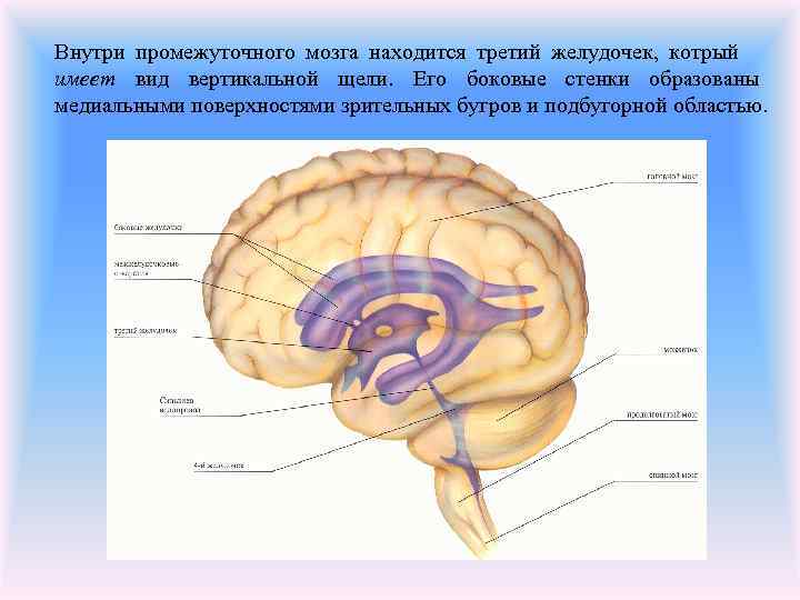 Внутри промежуточного мозга находится третий желудочек, котрый имеет вид вертикальной щели. Его боковые стенки