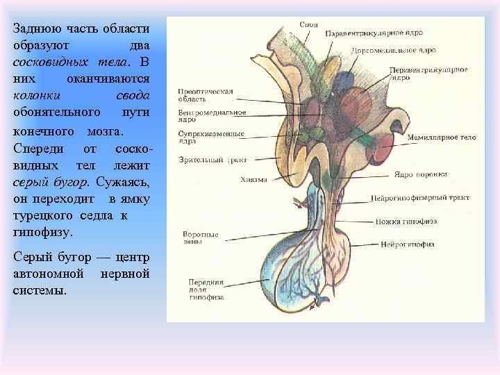 Заднюю часть области образуют два сосковидных тела. В них оканчиваются колонки свода обонятельного пути