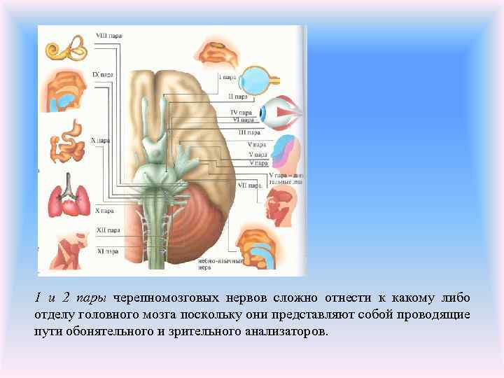 1 и 2 пары черепномозговых нервов сложно отнести к какому либо отделу головного мозга