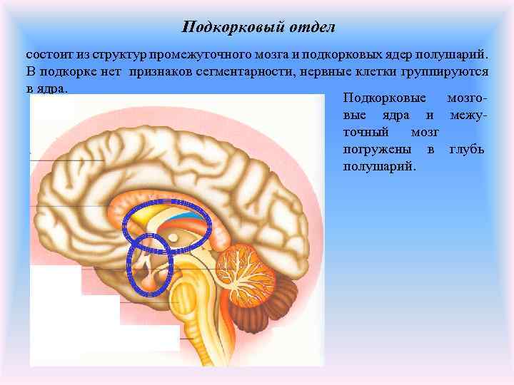 Подкорковый отдел состоит из структур промежуточного мозга и подкорковых ядер полушарий. В подкорке нет