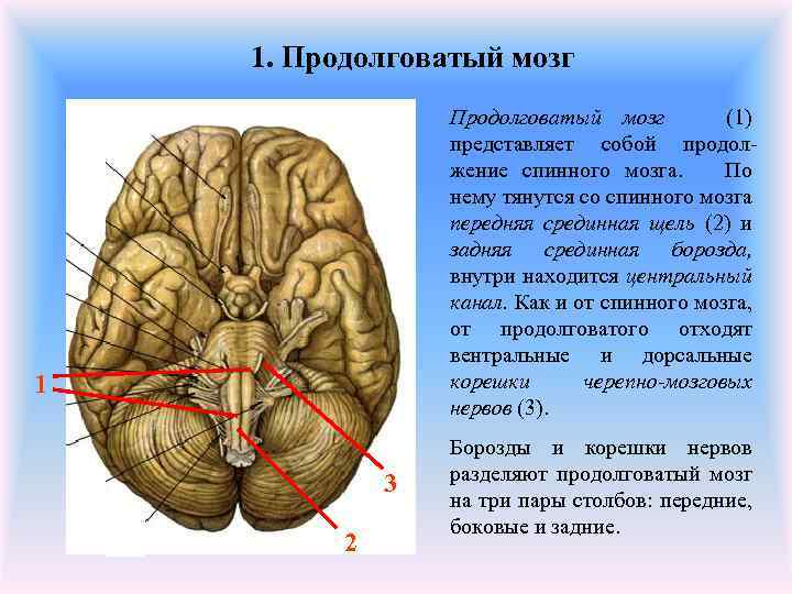 1. Продолговатый мозг (1) представляет собой продолжение спинного мозга. По нему тянутся со спинного