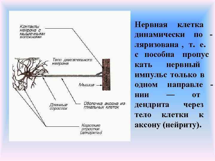 Нервная клетка динамически по - ляризована , т. е. с пособна пропус - кать
