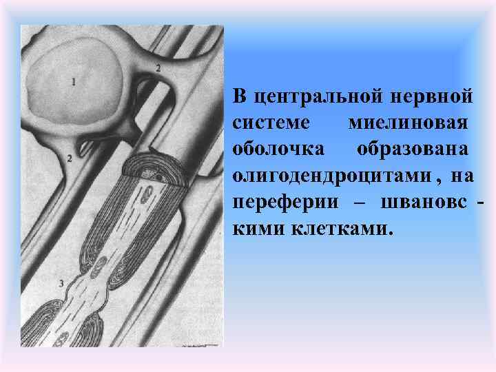 В центральной нервной системе  миелиновая оболочка образована олигодендроцитами , на переферии – швановс