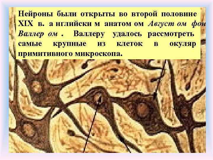 Нейроны были открыты во второй половине XIX в. а нглийски м анатом ом Август