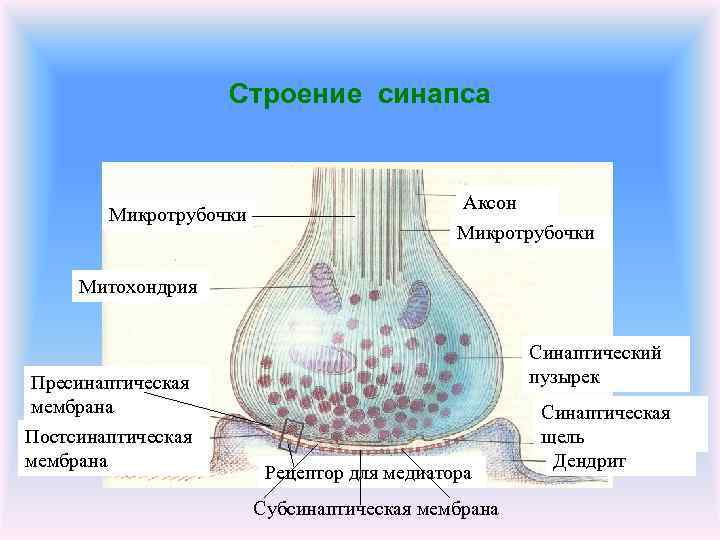 Синапс рисунок с обозначениями