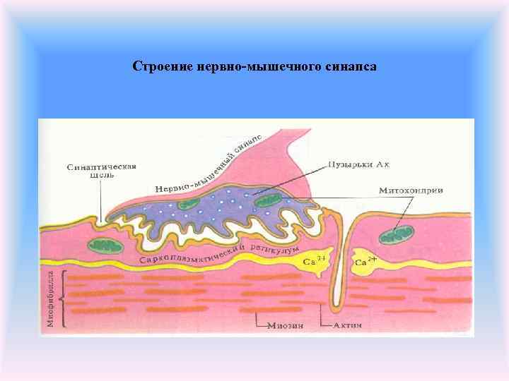 Строение нервно-мышечного синапса 