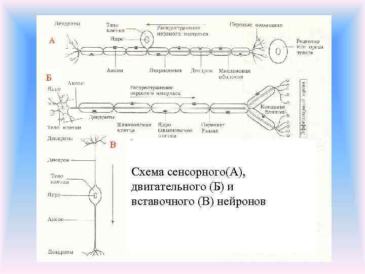 А  Б   В  Схема сенсорного(А),   двигательного (Б) и