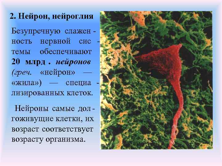 2. Нейрон, нейроглия Безупречную слажен - ность нервной сис - темы обеспечивают 20 млрд.