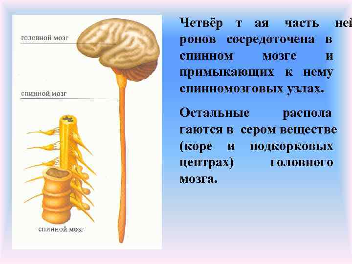 Четвёр т ая часть ней ронов сосредоточена в спинном мозге и примыкающих к нему