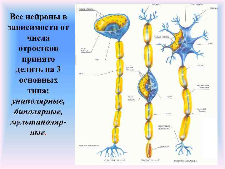 Все нейроны в зависимости от числа  отростков принято  делить на 3 