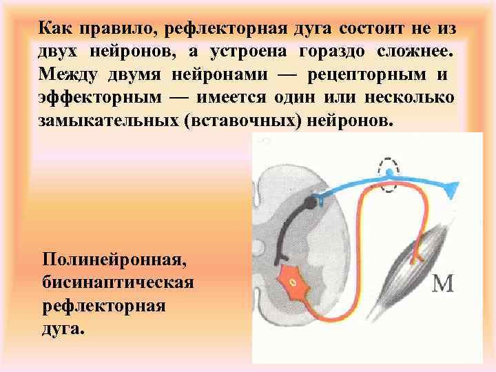 Рефлекторная дуга состоит из. Рефлекторная дуга. Строение рефлекторной дуги. Полинейронная рефлекторная дуга. Рефлекторная дуга состоящая из 3 нейронов.