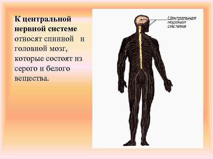 К центральной нервной системе относят спинной и головной мозг, которые состоят из серого и