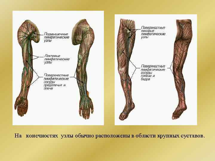 Лимфоузлы на ногах где. Лимфатические узлы нижней конечности. Схема расположения лимфоузлов на ногах. Лимфатические узлы нижних конечностей человека. Лимфатические узлы на ногах.