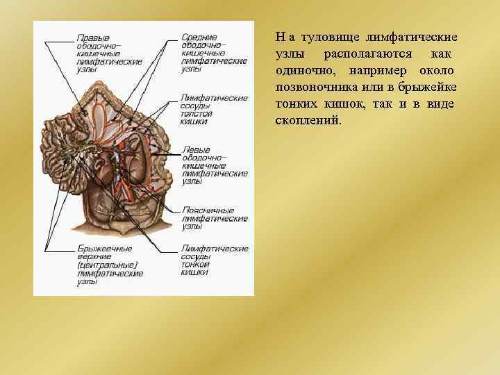 Н а туловище лимфатические узлы располагаются как    одиночно,  например около