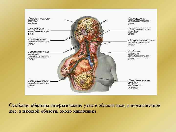 Карта лимфатических узлов на теле человека