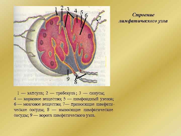 Лимфатическая ткань. Корковое вещество лимфатического узла на латинском. Корковый и мозговой слой лимфоузлов. Что происходит в мозговом веществе лимфатического узла?. В корковом веществе лимфоузлов лимфа.