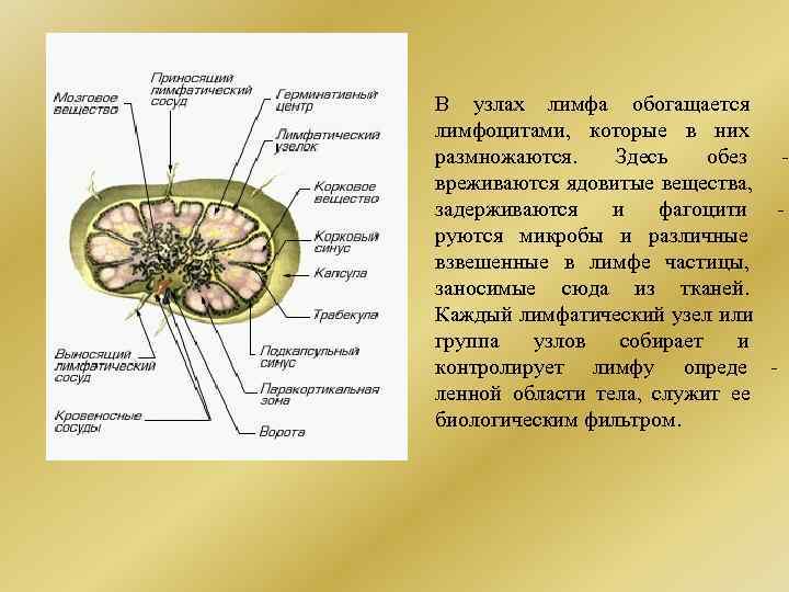 В узлах лимфа обогащается лимфоцитами,  которые в них размножаются.  Здесь обез 