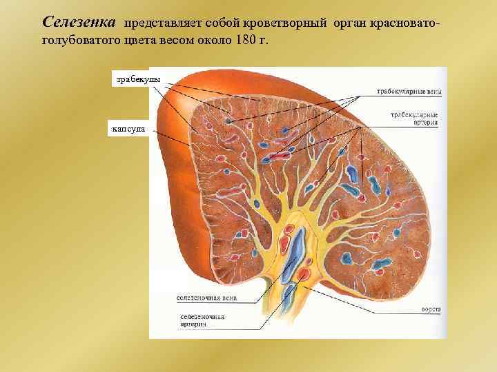 Селезенка это орган. Лимфатическая система селезенка. Селезенка поперечный срез. Строение селезенки анатомия. Лимфатические узлы селезенки.