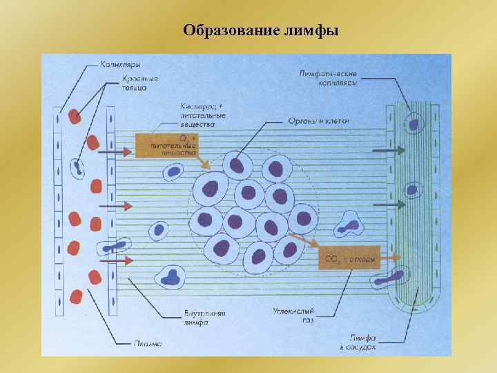 Образование лимфы 