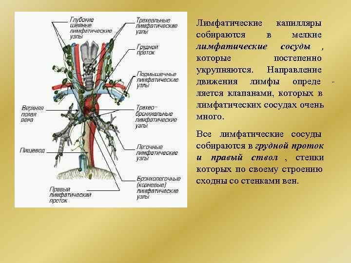 Схема строения лимфатической системы пропущенные компоненты