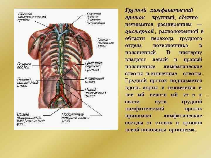 Куда впадают грудные лимфатические протоки