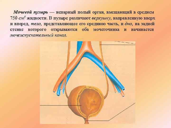 10 органов. Мочевой пузырь непарный орган. Выделение мочевого пузыря. Выделительная система 4 класс мочевой пузырь. Процесс выделения мочевого пузыря.