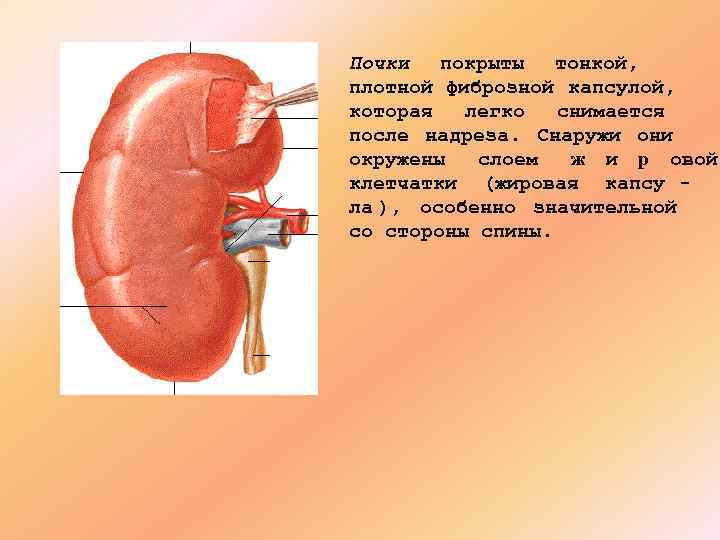 Снаружи почку покрывают