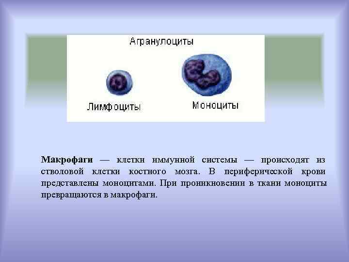 Макрофаги — клетки иммунной системы — происходят из стволовой клетки костного мозга. В периферической