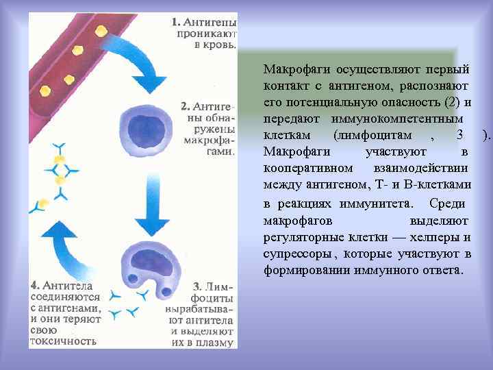 Макрофаги осуществляют первый контакт с антигеном, распознают его потенциальную опасность (2) и передают иммунокомпетентным