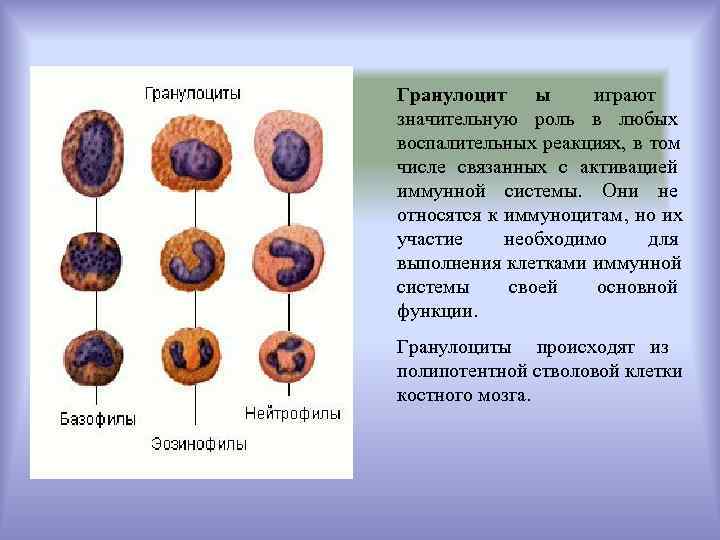 Играет значительную роль. Роль гранулоцитов в генезе воспаления. Гранулоциты крови образуются в. Место образования гранулоцитов. К гранулоцитам относятся.